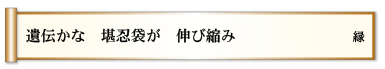 遺伝かな 堪忍袋が 伸び縮み