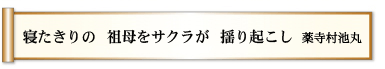 寝たきりの　祖母をサクラが　揺り起こし